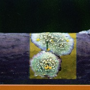 life emerges 2011.jpg