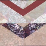 Lichen IV_0001.jpg