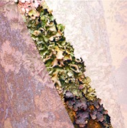 lichen V.jpg