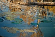 Pond 2007.JPG
